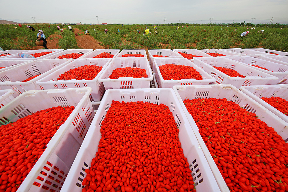 万亩枸杞基地助力回胞脱贫