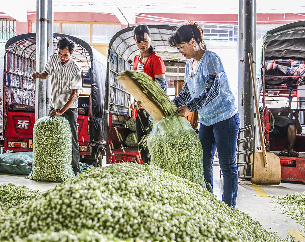 广西横县盛产茉莉花,农民工正在把茉莉花装袋,准备运往加工厂.