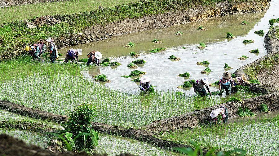 l绿油油的秧田-高帆杯"行走中国"全国摄影大展投稿区-大众摄影网 -