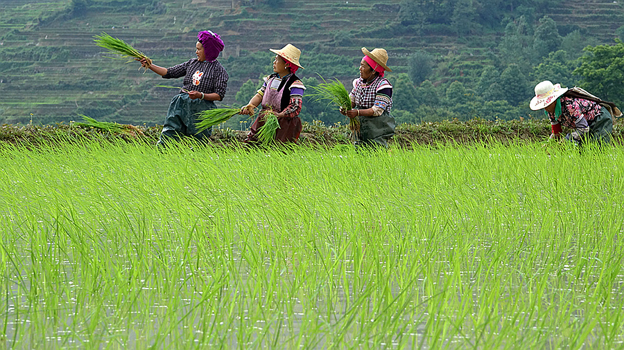 l绿油油的秧田-高帆杯"行走中国"全国摄影大展投稿区-大众摄影网 -
