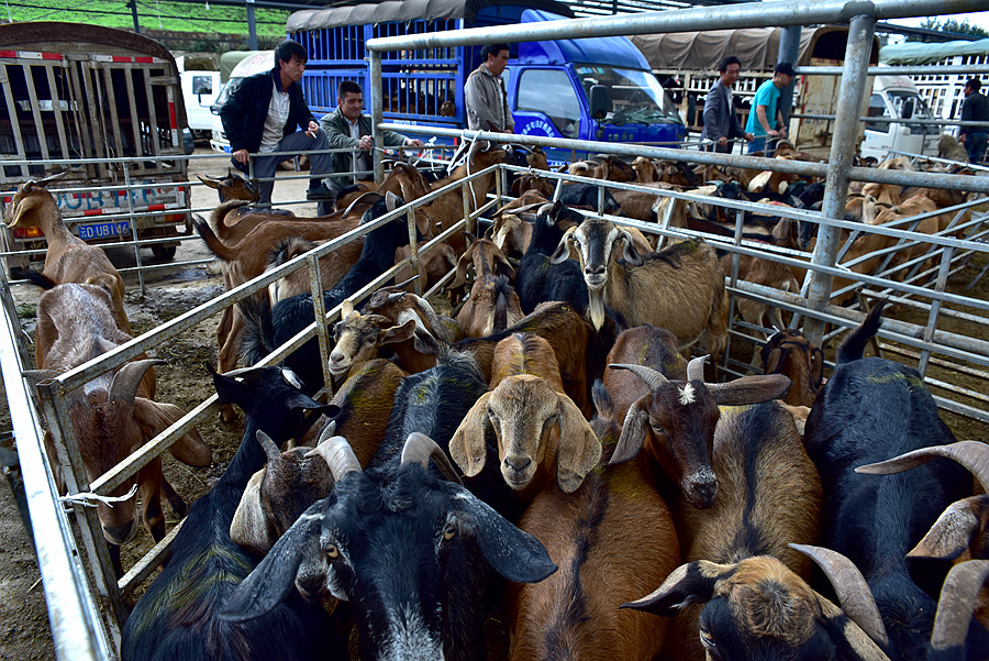 69 牛街羊交易   云南省寻甸县牛街镇的牲畜交易市场买卖牛羊隔天