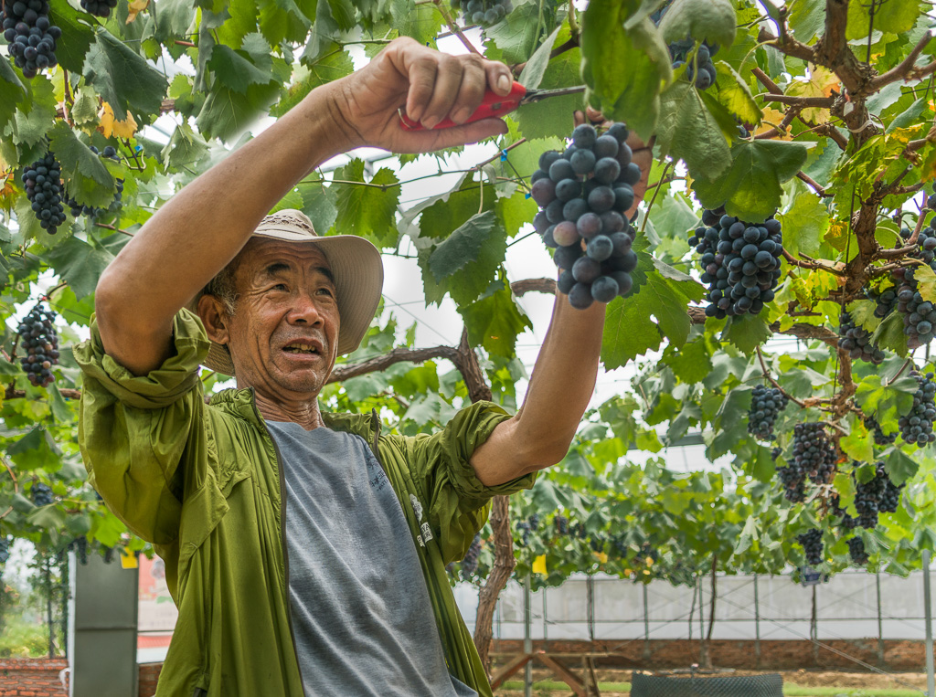16拍于江苏东海县.农民土地流转后成了农场新工人.这是他们喜采葡萄.