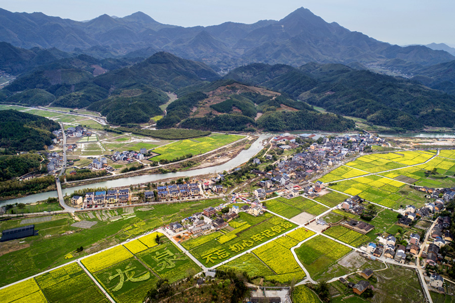 今年,龙泉市小梅镇黄南村油菜种植面积1000余亩,是历年来种植面积最多