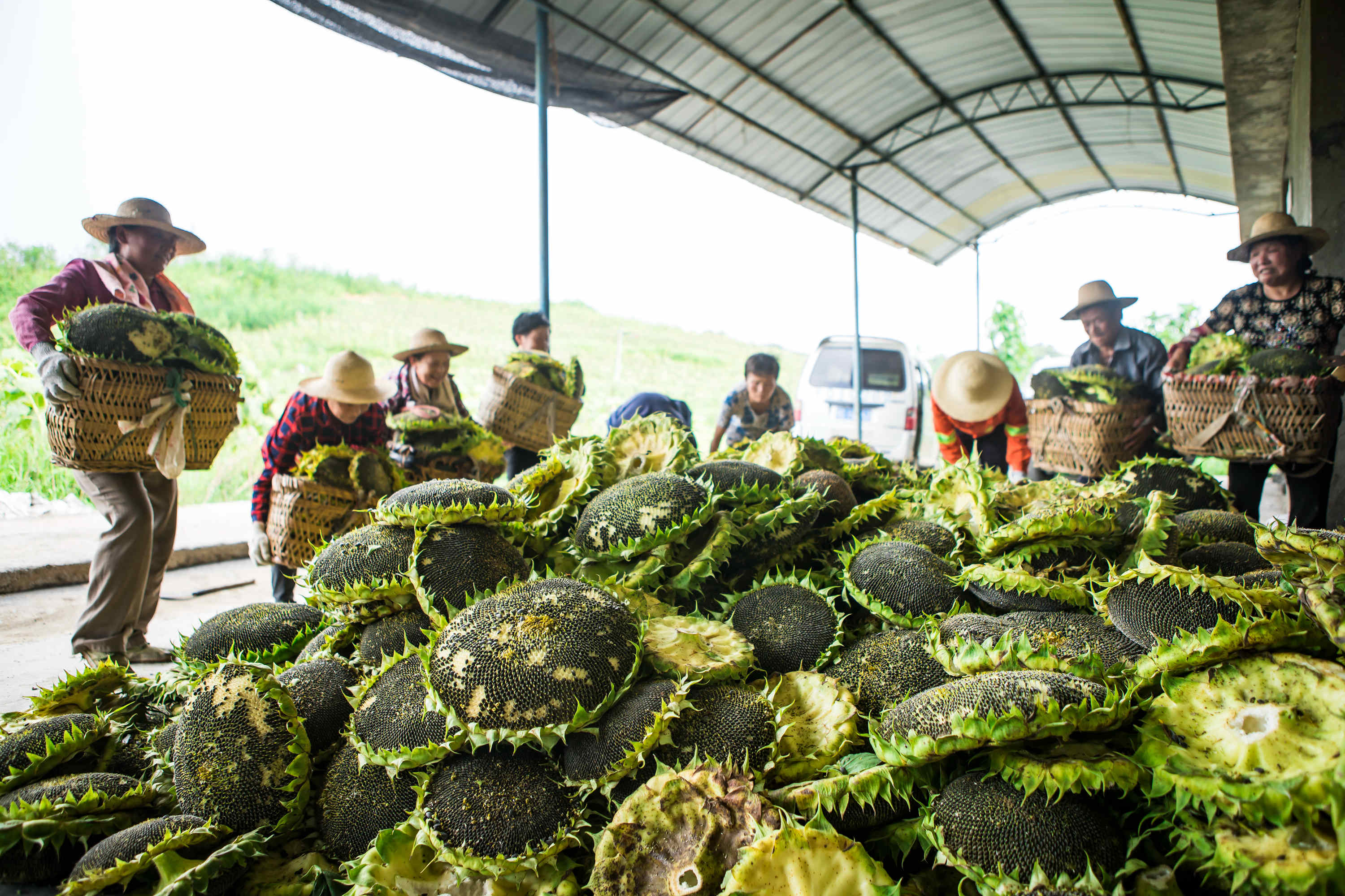 2018年7月31日,在湖北省十堰市竹山县擂鼓镇烟墩梓村油葵种植基地