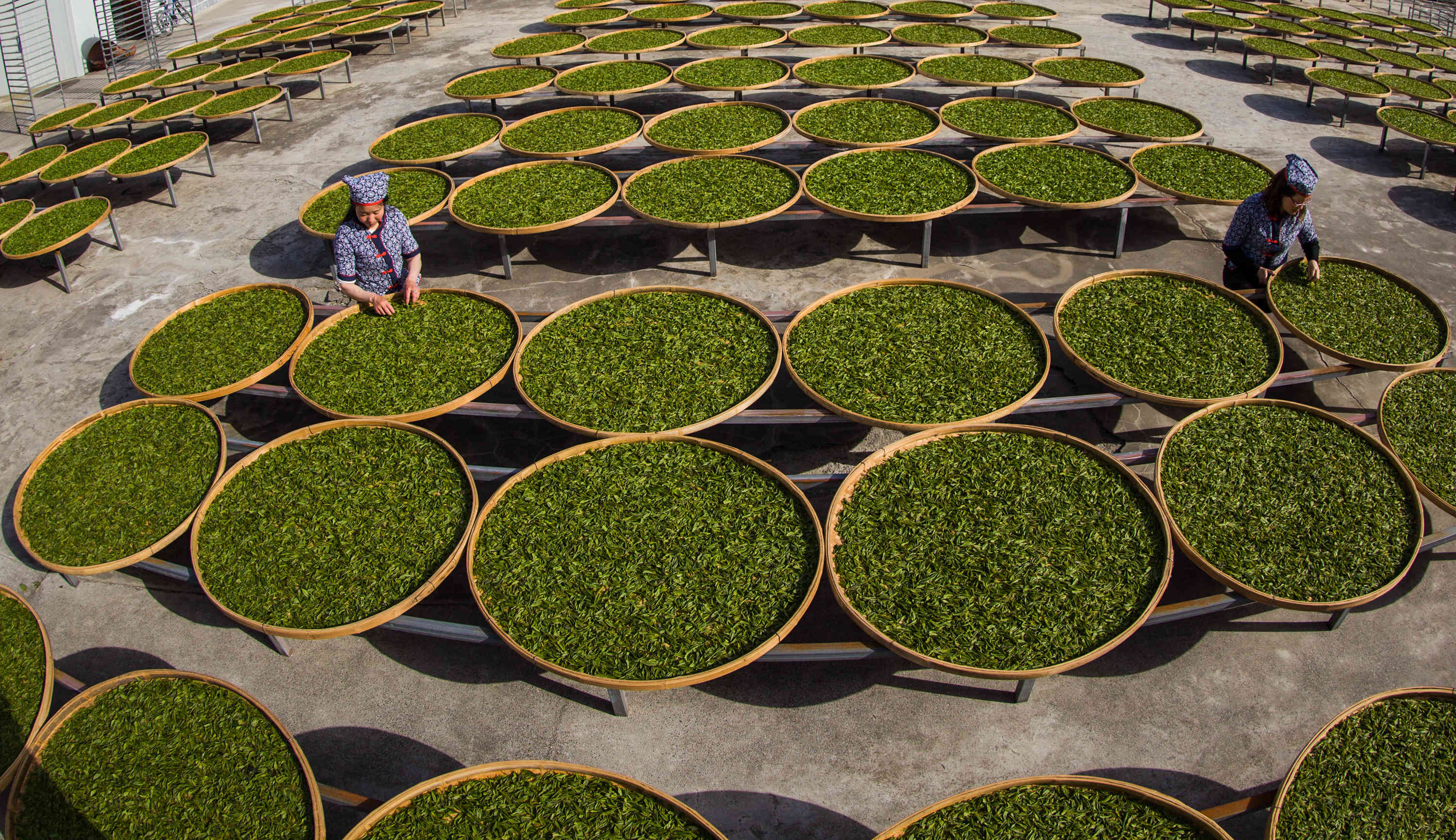 2017年4月22日,湖北省十堰市竹山县得胜镇星梦茶业公司工人在晾晒茶叶