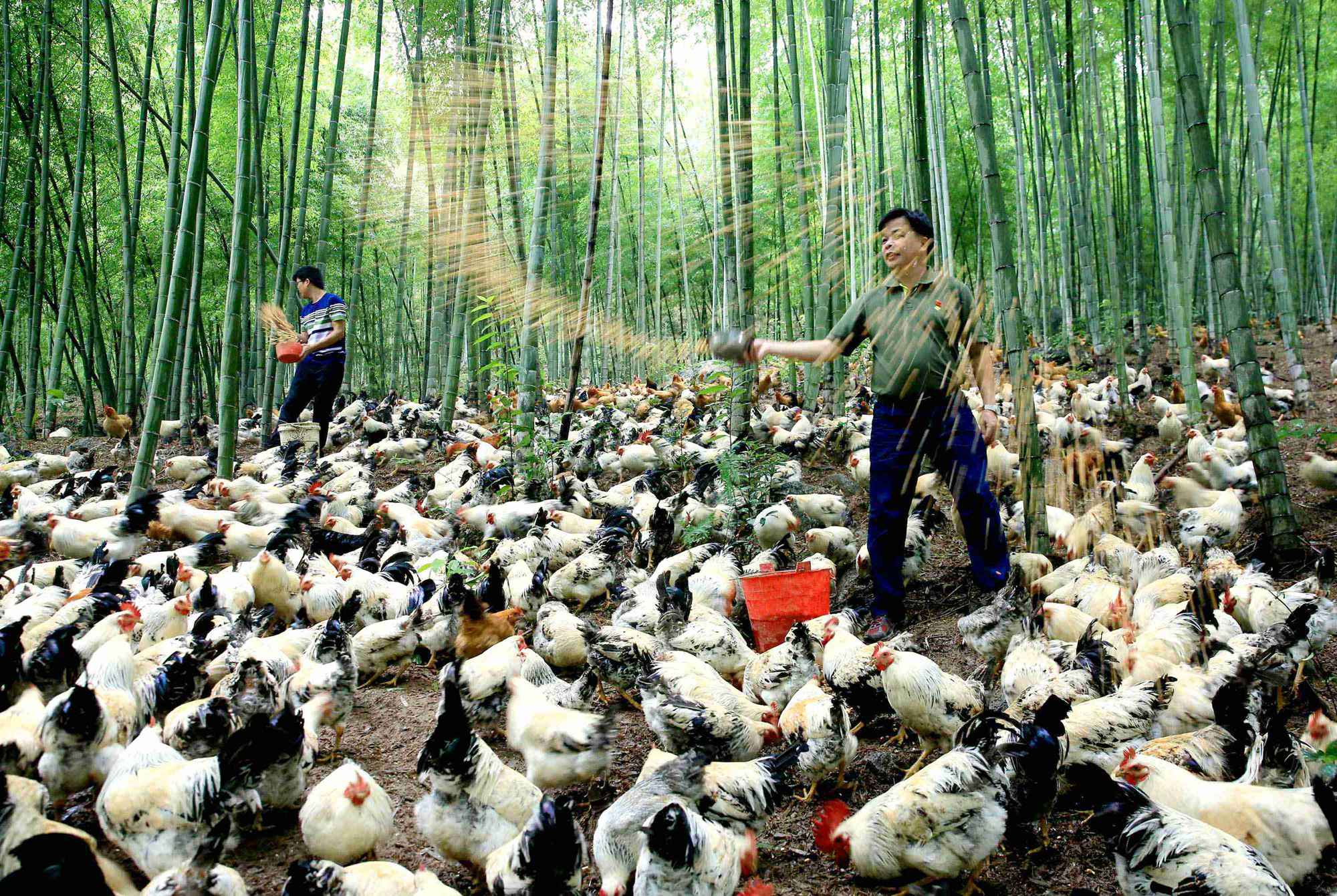 《林下养鸡富农家》gt0a3965副本.jpg