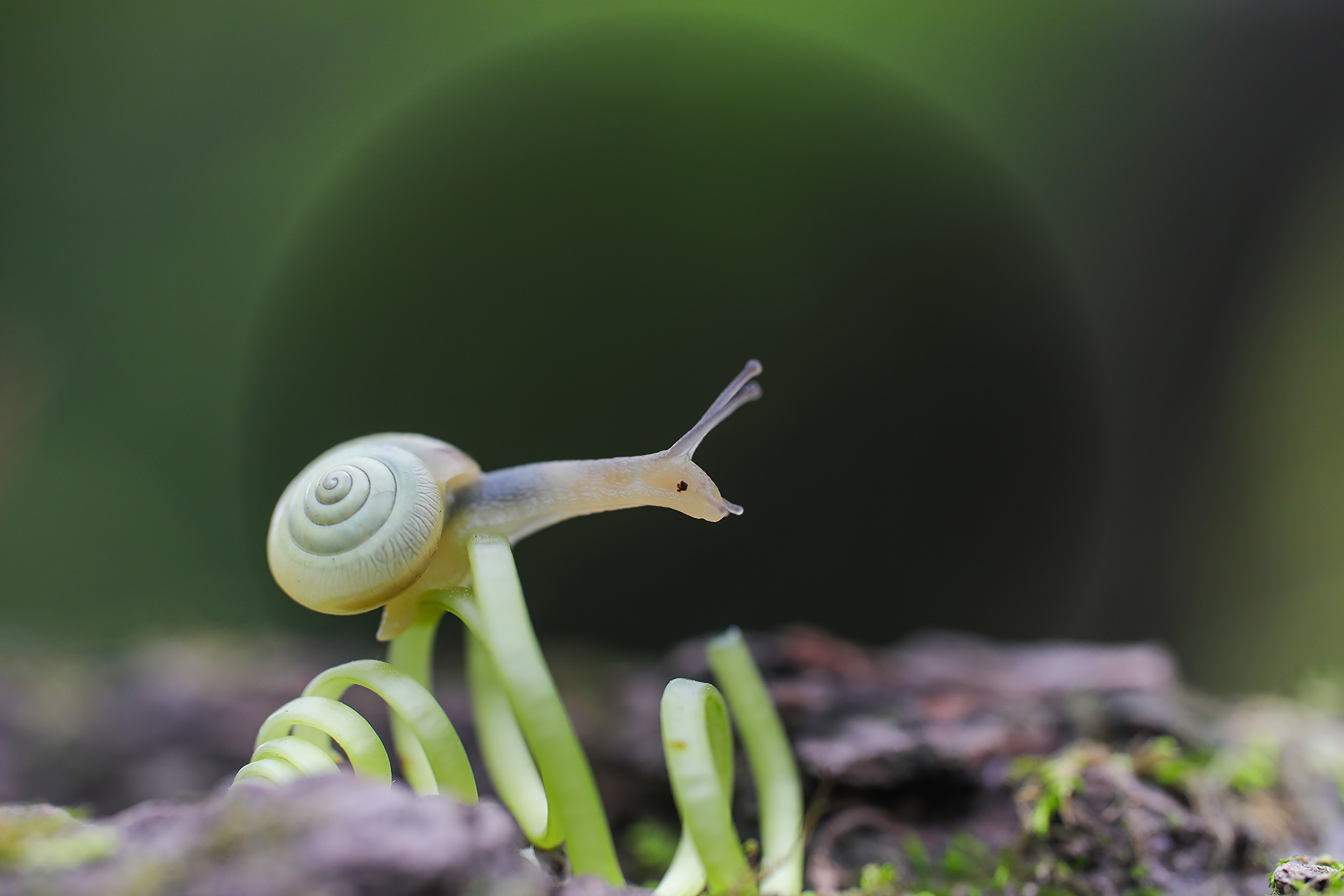 爱运动的小蜗牛.