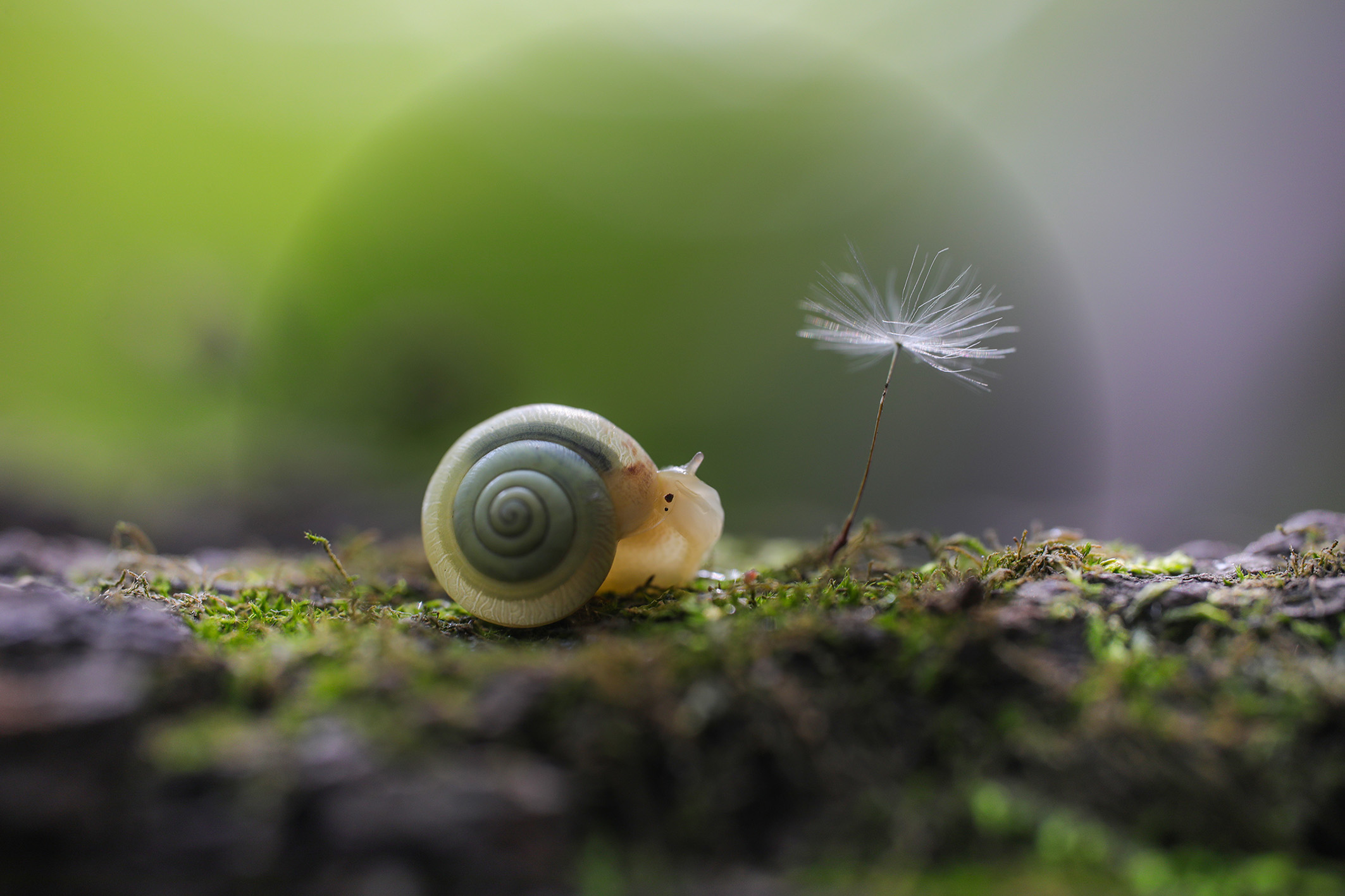 爱运动的小蜗牛.