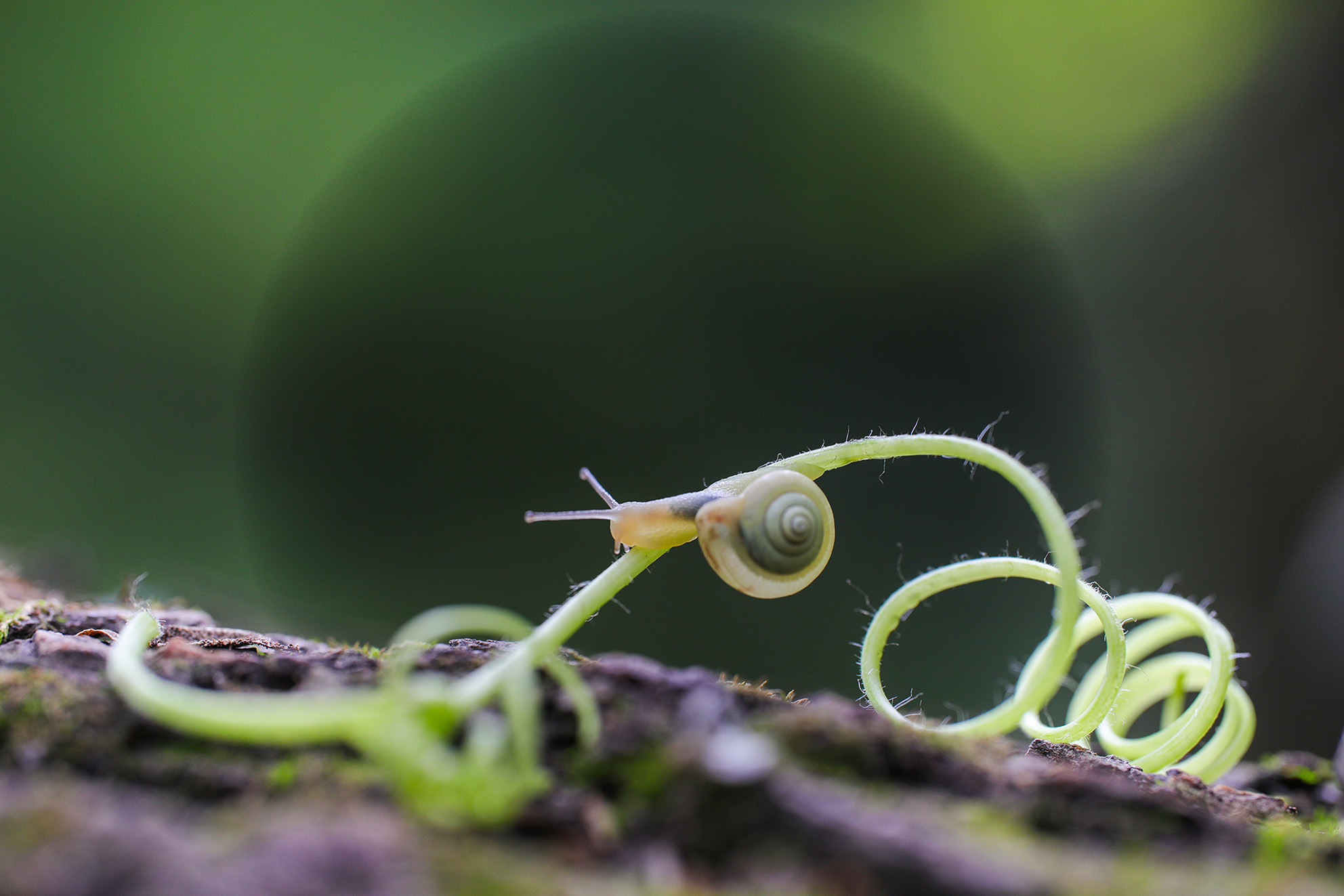 爱运动的小蜗牛.