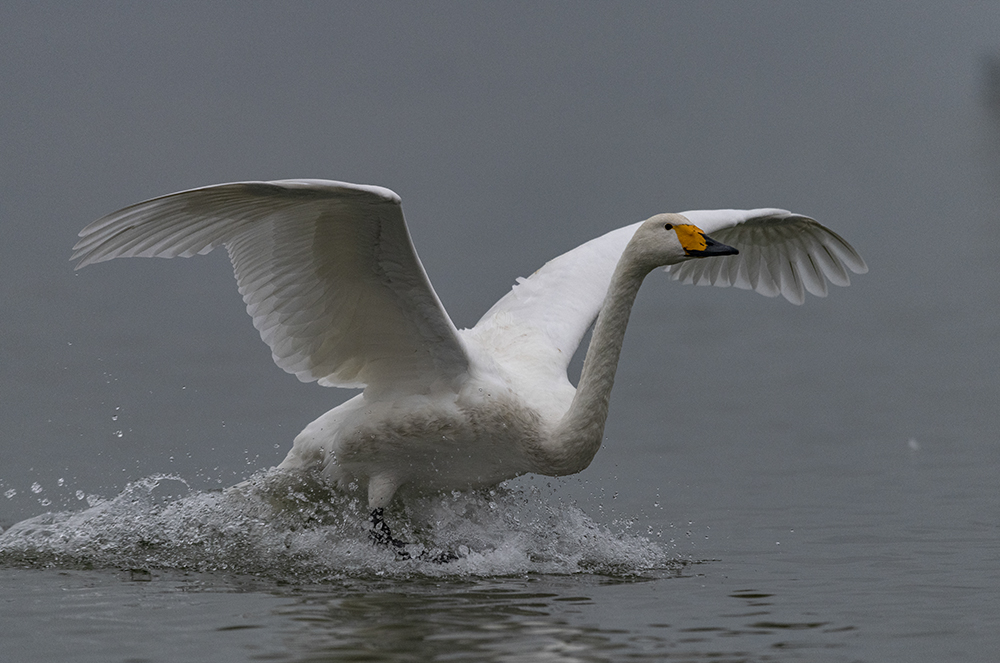 大天鹅降落水面时脚掌前踏,击起水花.