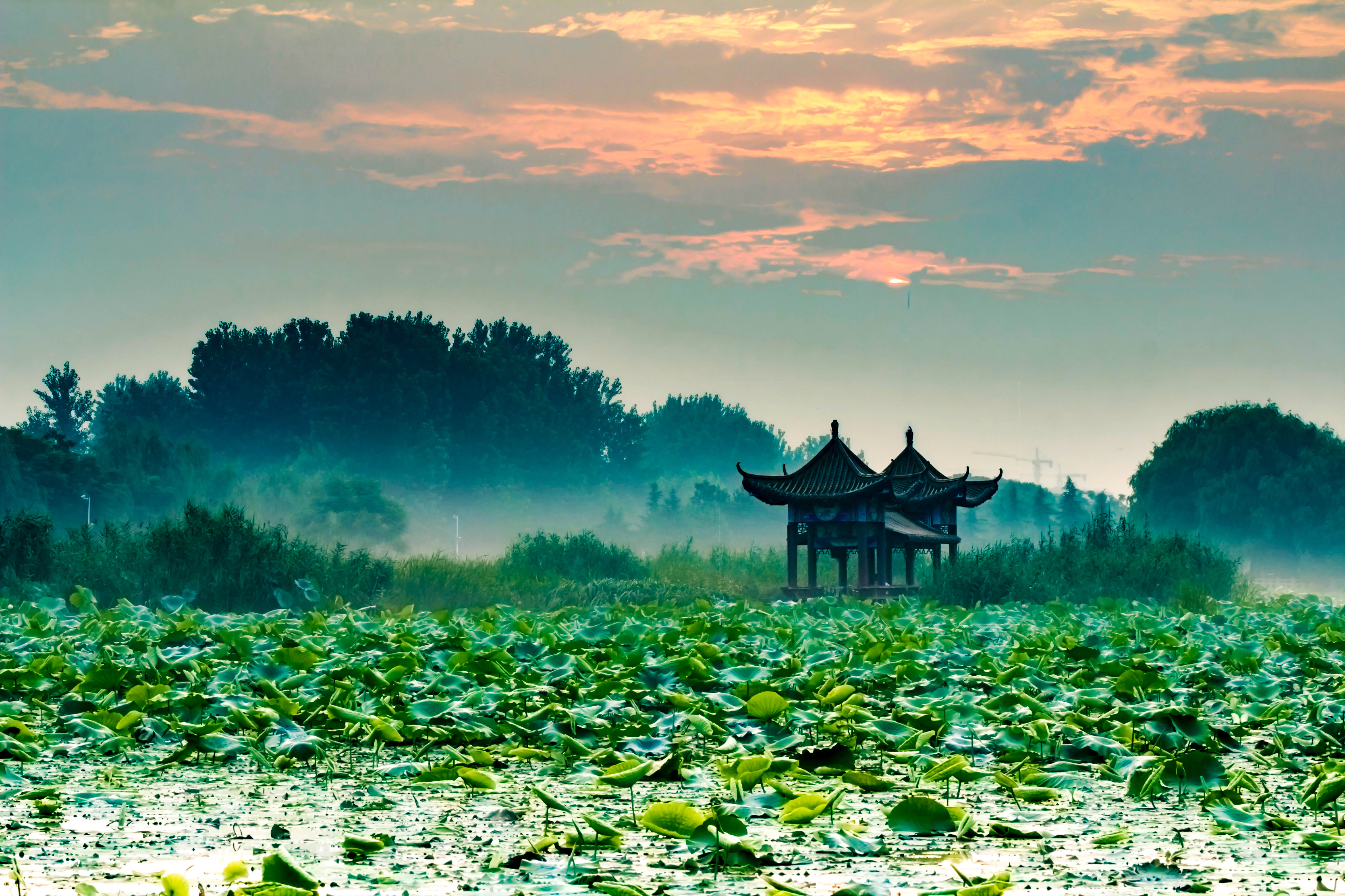 荷花亭11333 (1 - 1).jpg