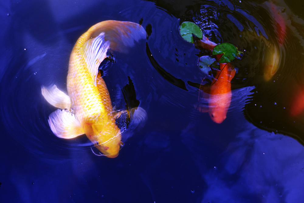 两条金鱼戏水,色彩和动作相呼应,生动有趣.