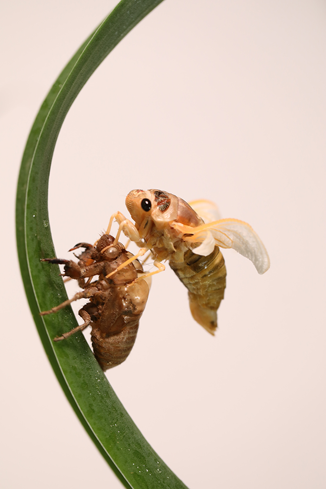 金蝉脱壳,作者:喻士军,电话:13951097318,qq号:463305239-第三届天鹅