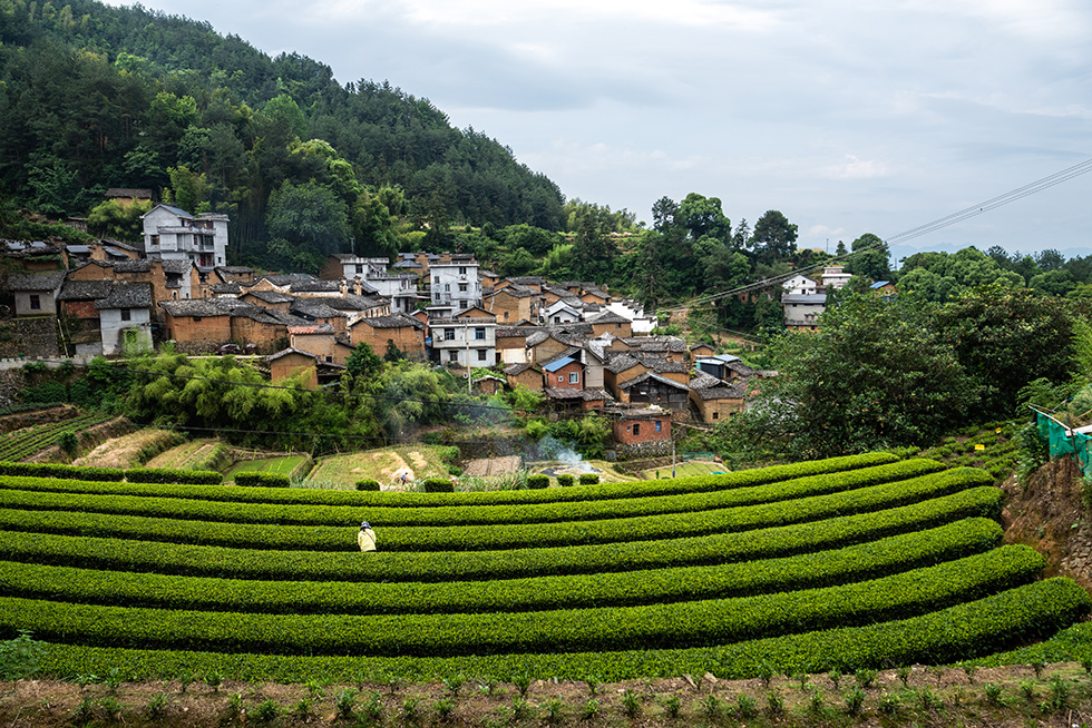 《茶是故乡浓》