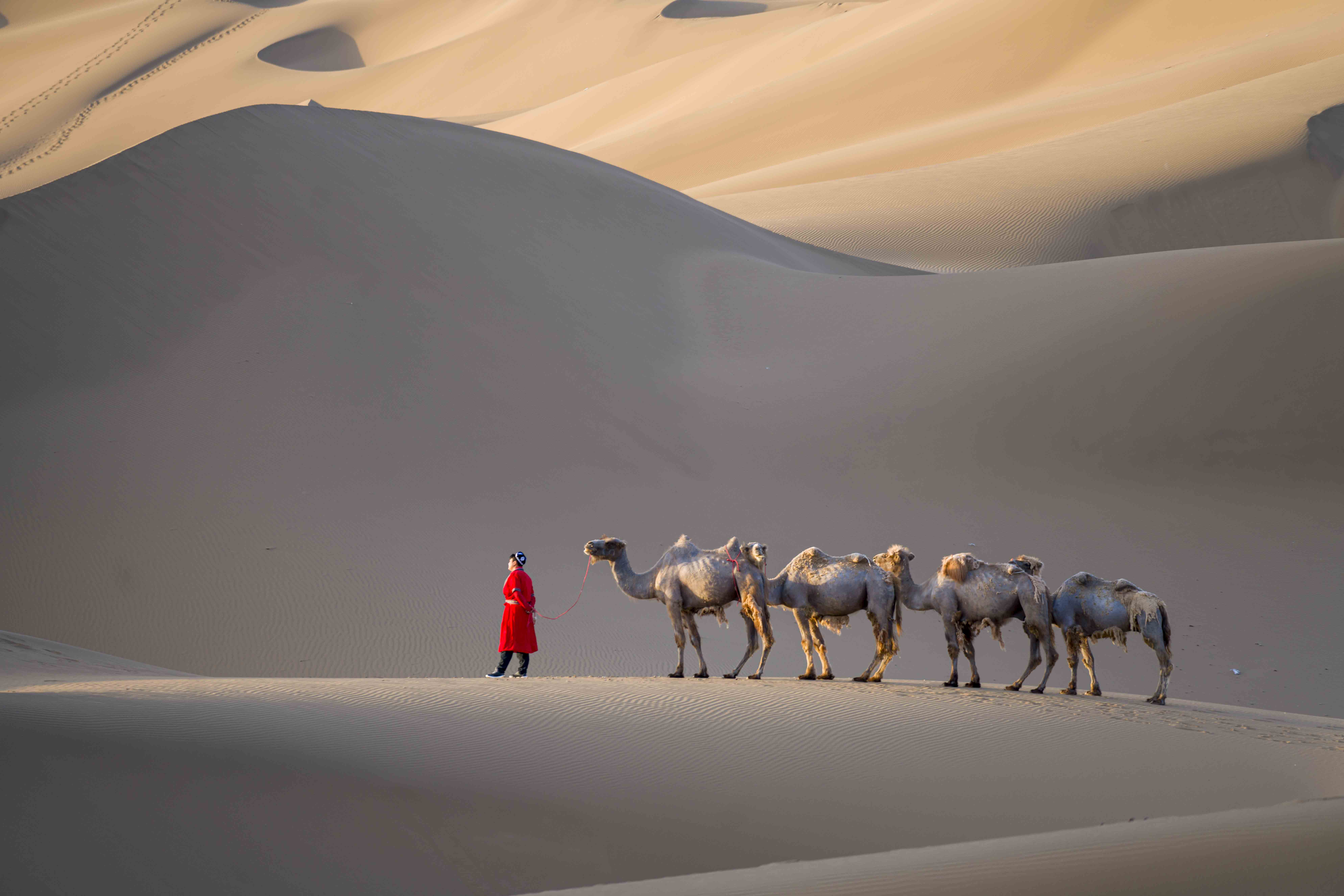晨光的沙漠中,人与骆驼在小息.