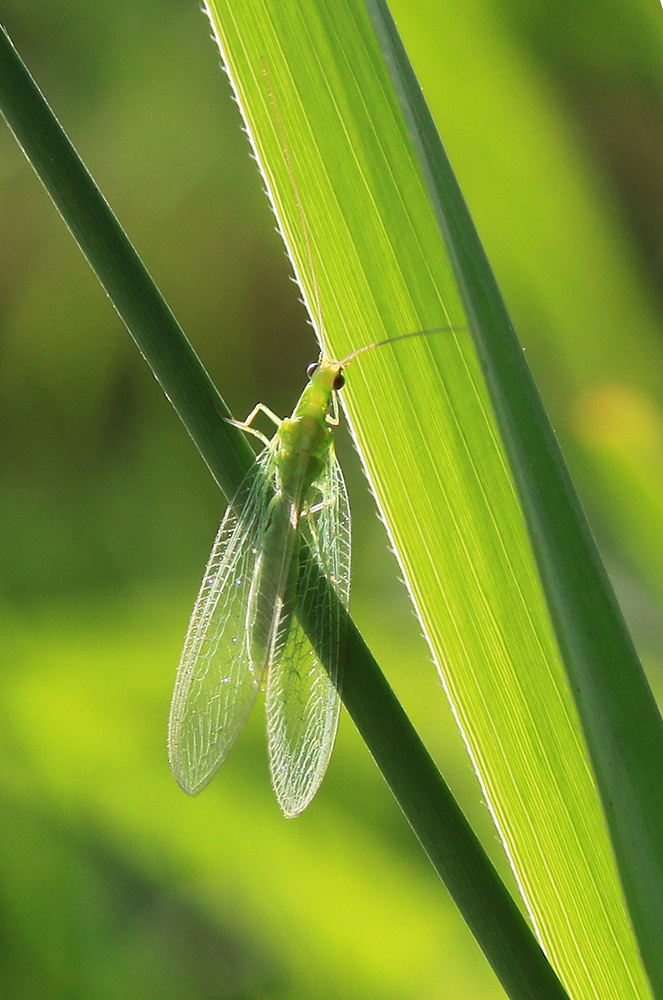 草蛉虫-第三届天鹅之城—中国三门峡自然生态国际摄影