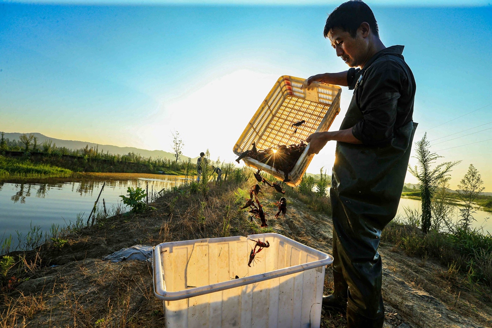 工作人员正在捕捞龙虾._副本.jpg