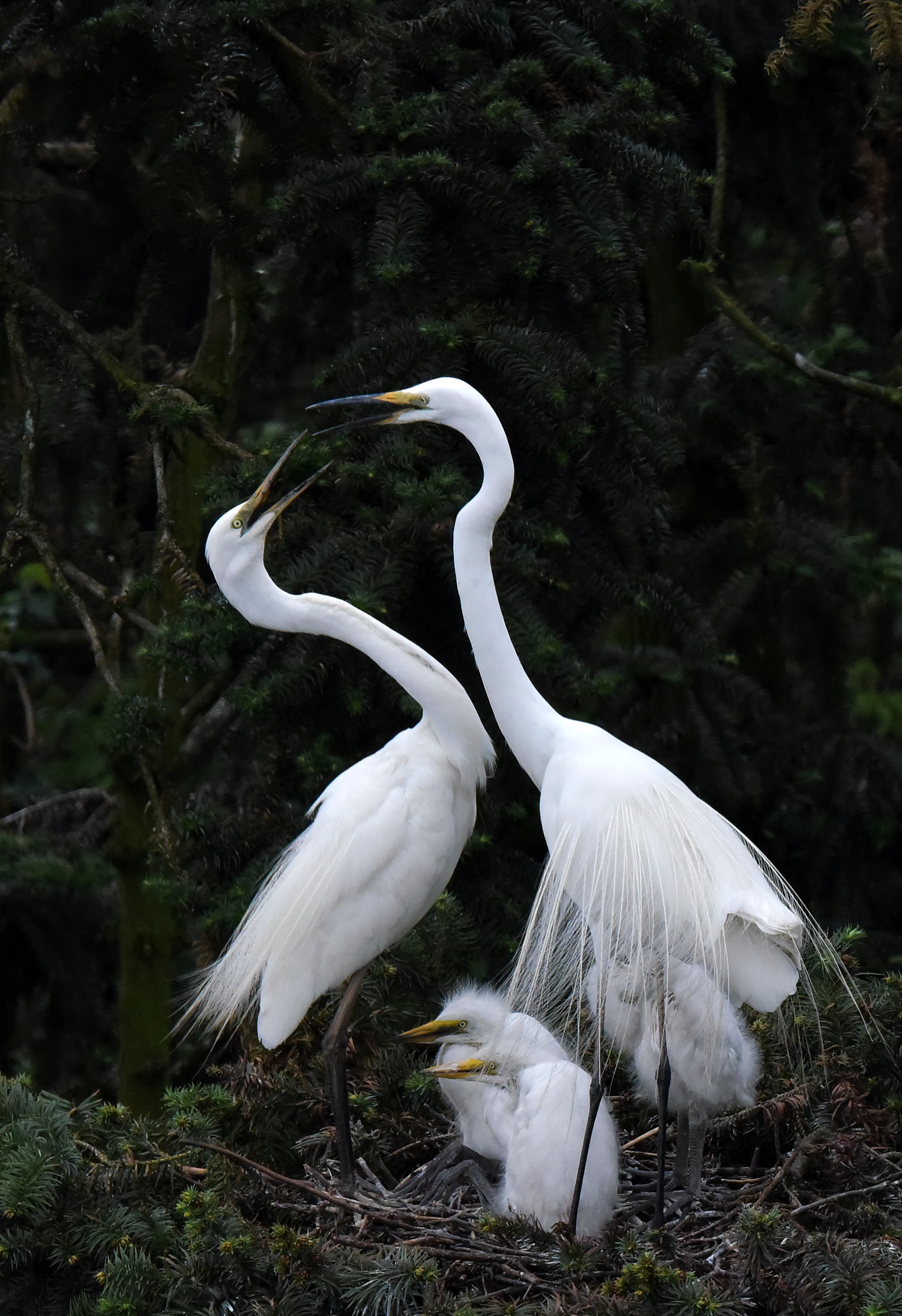 第三届天鹅之城—中国三门峡自然生态国际摄影大展征稿区-大众摄影网 