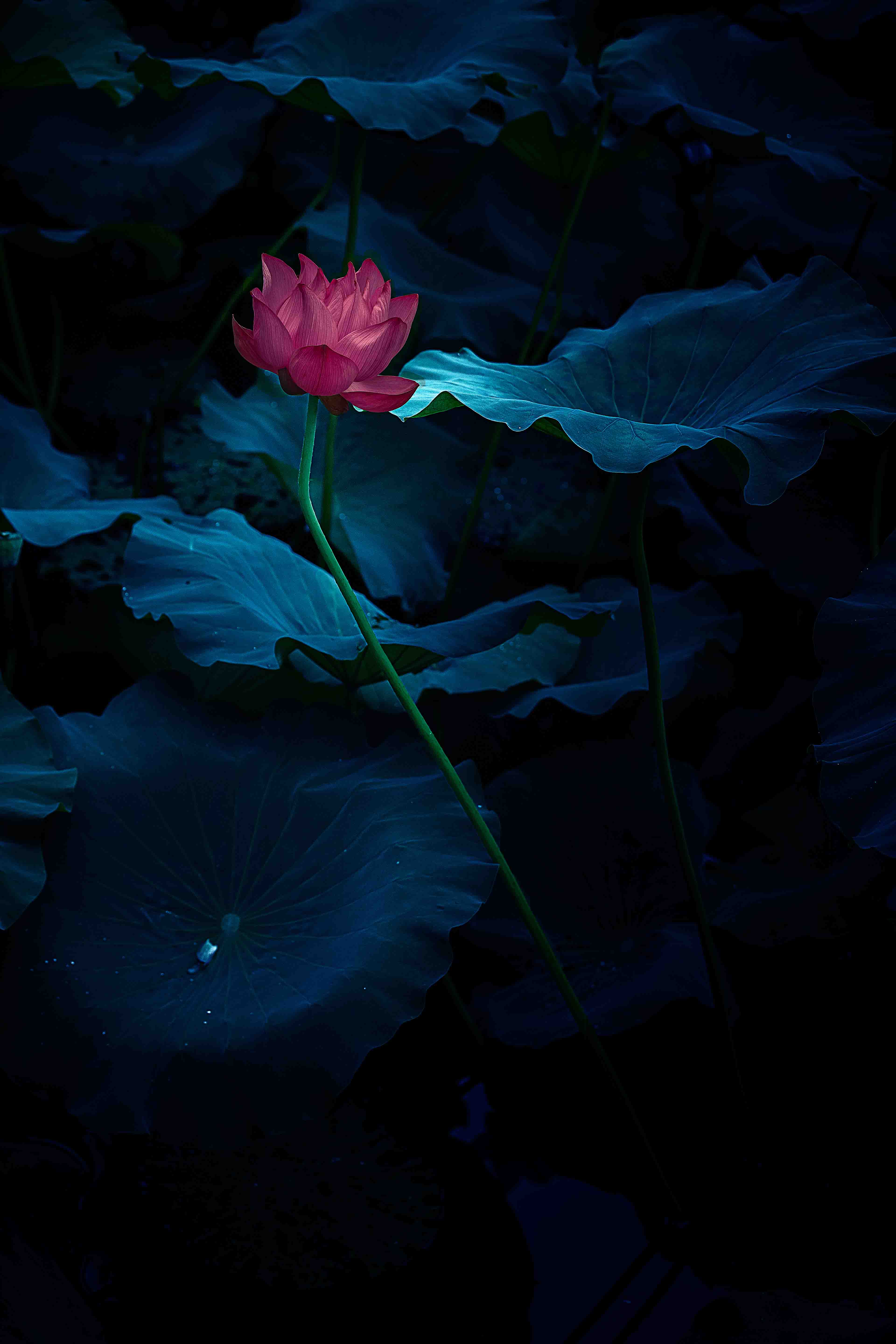 大众摄影江都俱乐部夏季荷花主题大赛