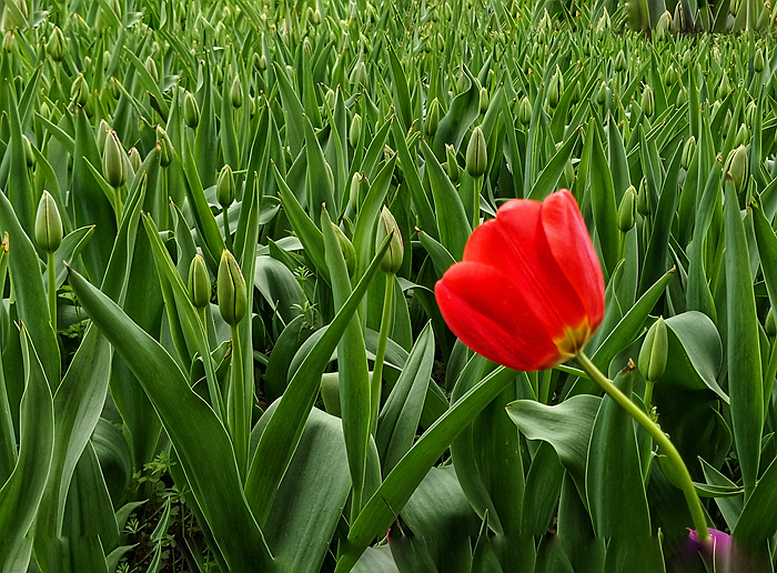 万绿丛中一点红