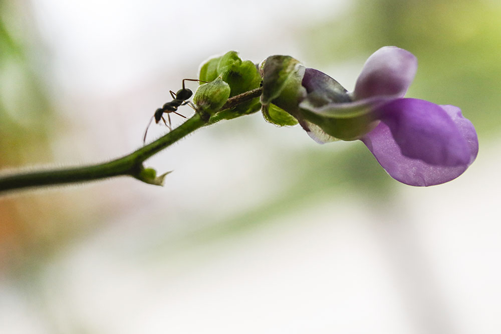 伏牛山昆虫:日本黑褐蚁