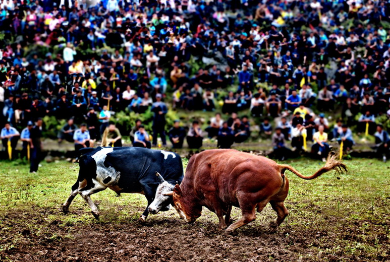 火把节传统活动--斗牛---摄于凉山州布拖县,斗牛是彝族火把节传统的