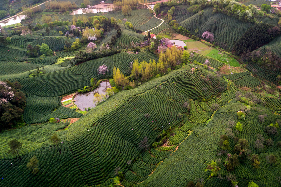 《鸟瞰茶山》(组照)