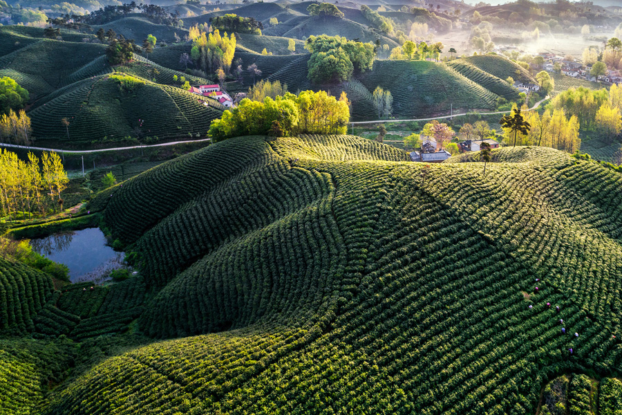 《鸟瞰茶山》(组照)