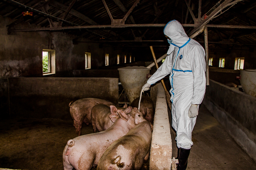 新发传染病猪流感监测(组照)