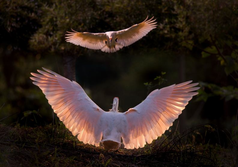 双飞翼-第三届天鹅之城—中国三门峡自然生态国际摄影大展征稿区-大众