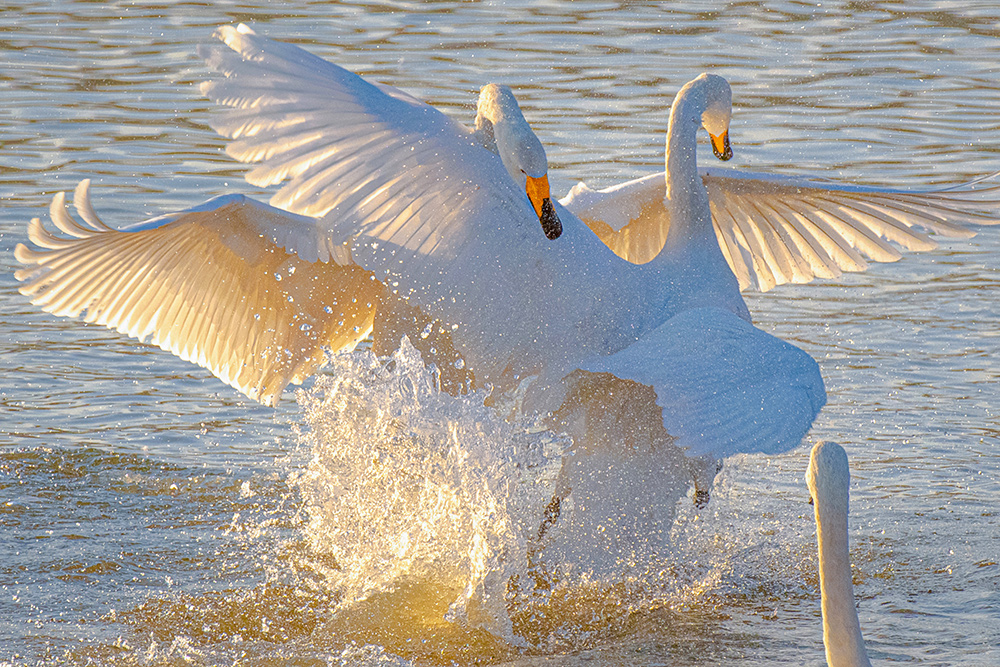 《保卫家园》白天鹅等鸟类系列