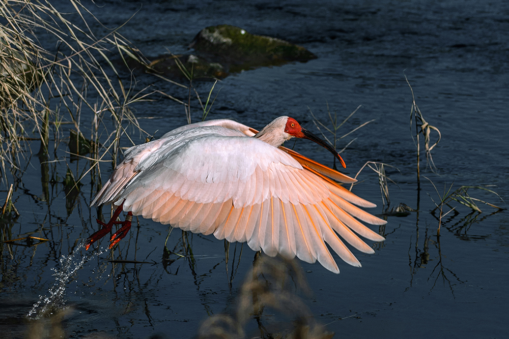 《起航》野生动植物系列-第三届天鹅之城—中国三门峡自然生态国际