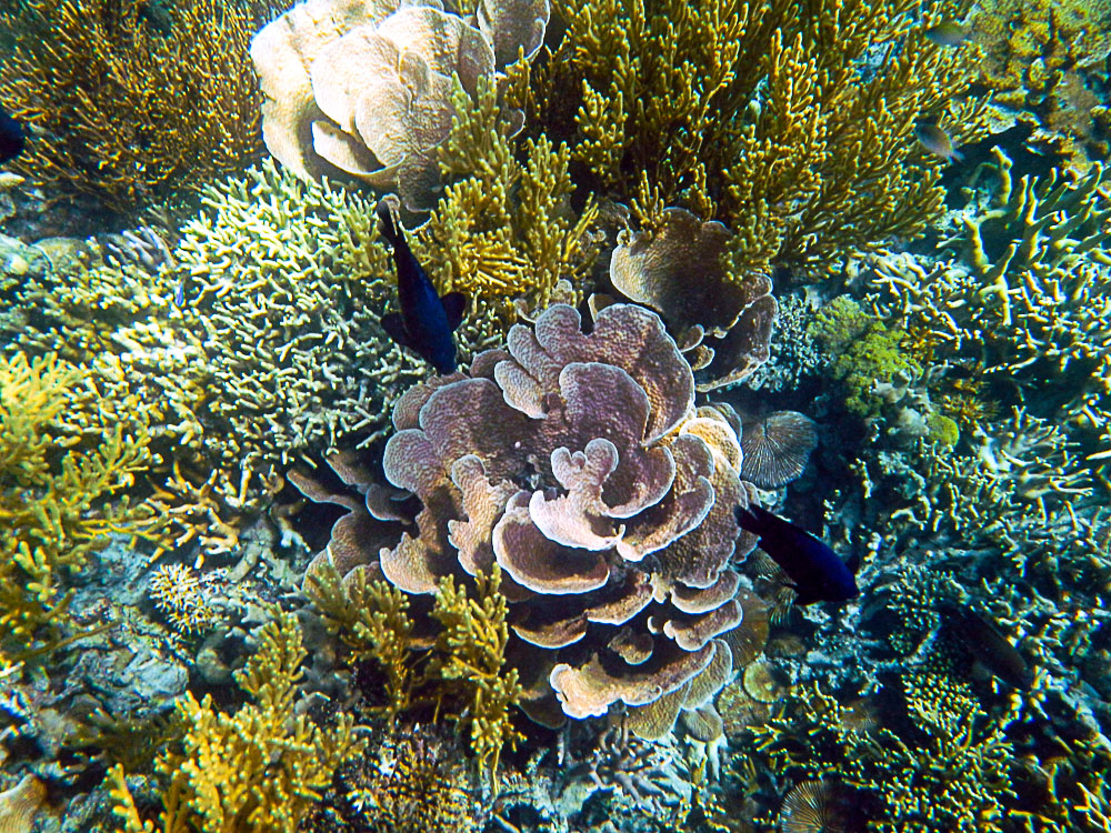 《美丽的海底珊瑚花园》(水下动植物系列)-第三届天鹅之城—中国三门