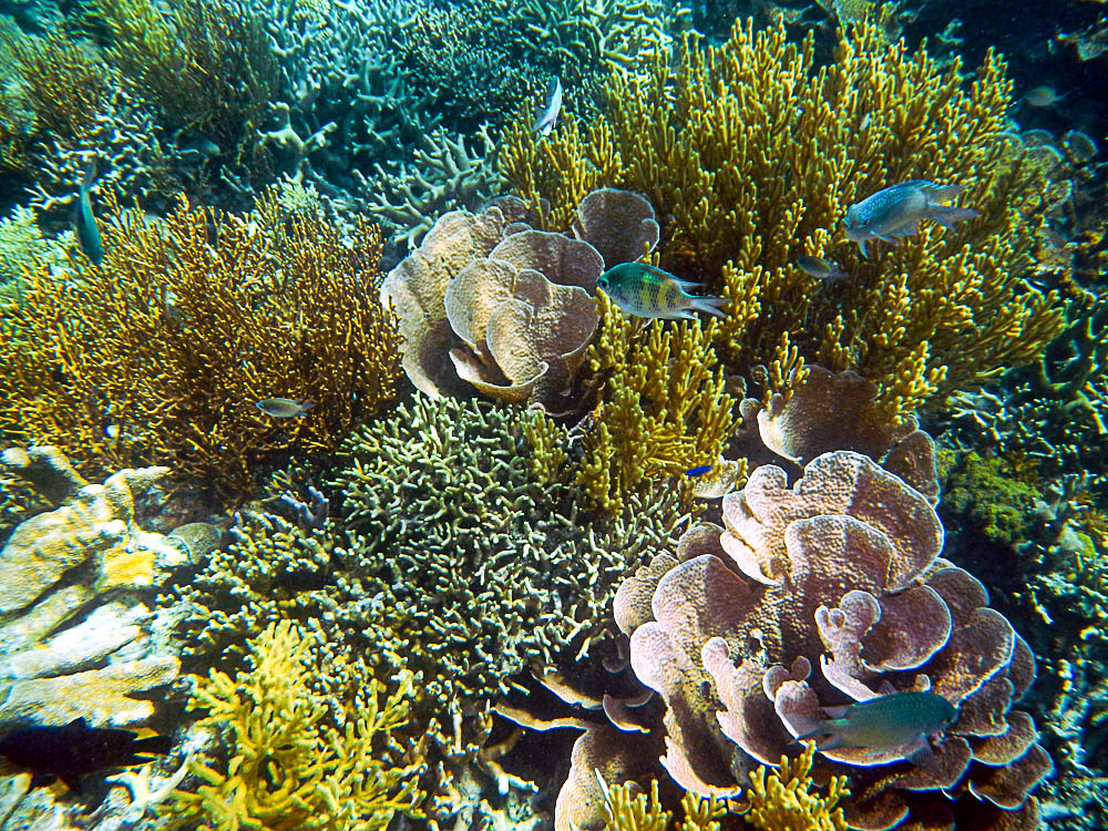 《惊艳的海底花园》(水下动植物系列)