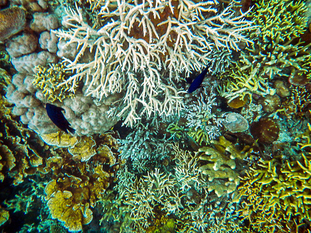 《海底花园》(水下动植物系列)