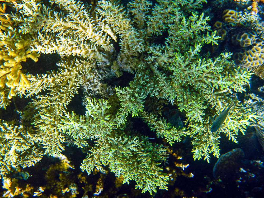 (水下动植物系列)-第三届天鹅之城—中国三门峡自然生态国际摄影大展