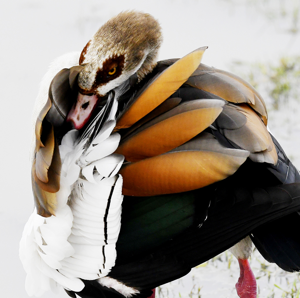 红嘴牛椋鸟和非洲野牛 - 贵州的笑容 - 大众摄影网