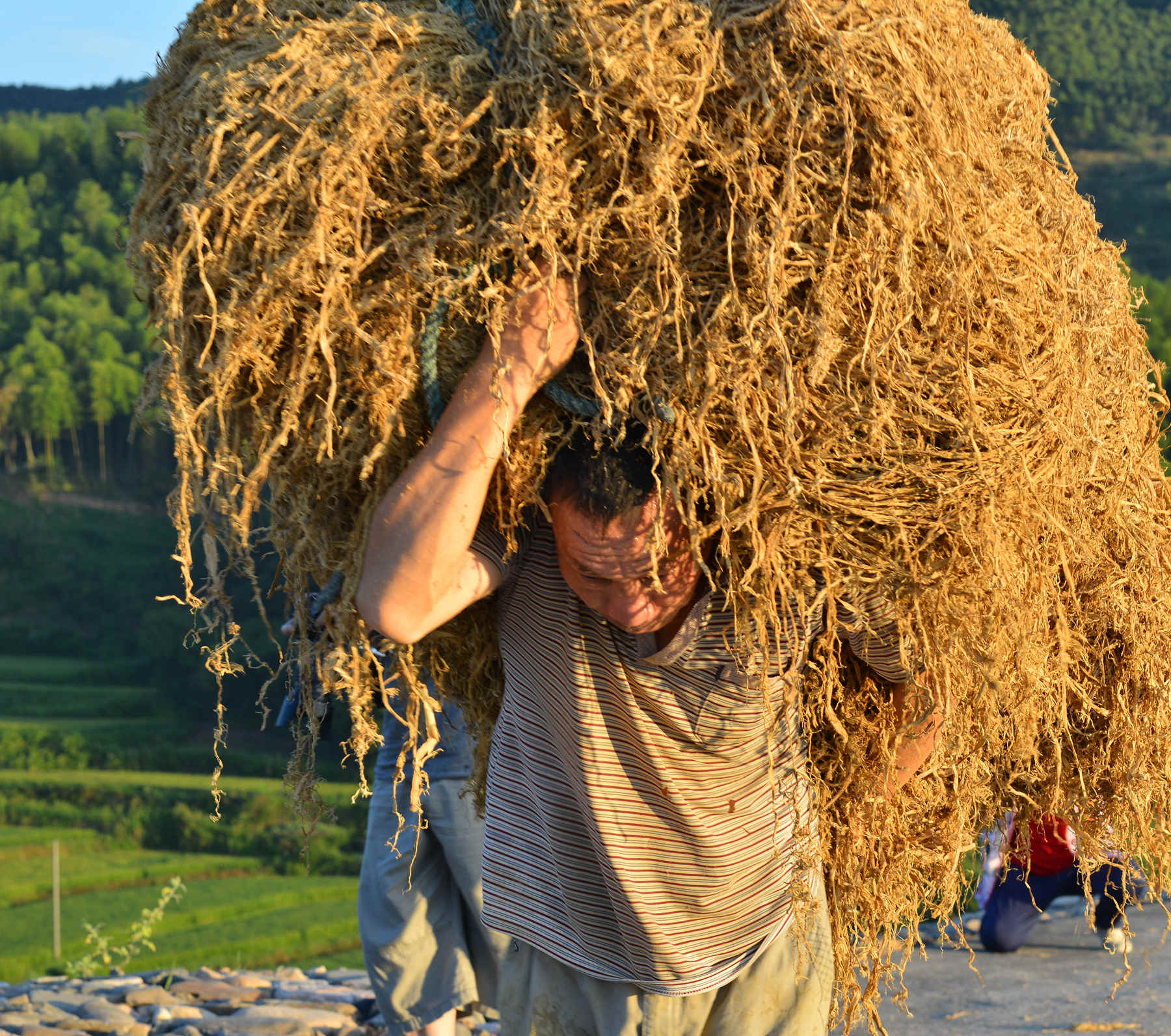 中华传承的守护者-宣纸原料(沙田稻草)的晒撩-《大众摄影》俱乐部团体