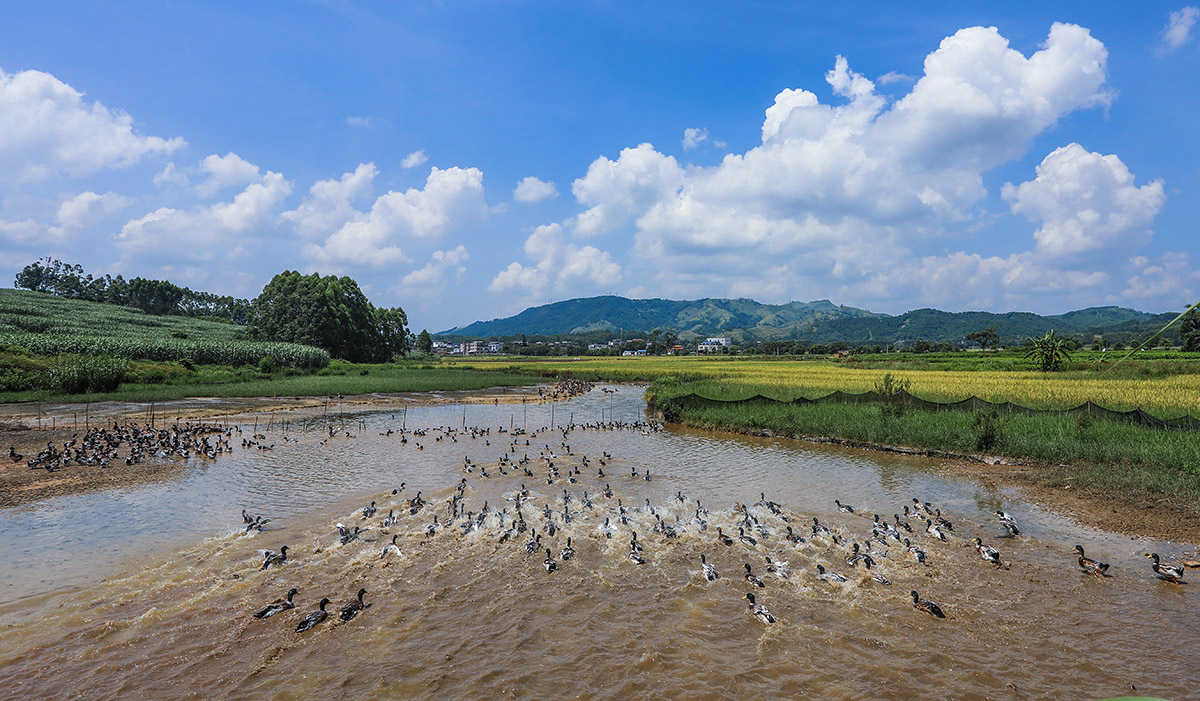 《群鸭戏水》-《大众摄影》首届"中国品牌"全国摄影大展投稿区-大众