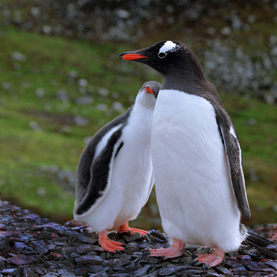 1.12拍摄于南极半岛.小企鹅看上去很大了,也一天天缠着妈妈.