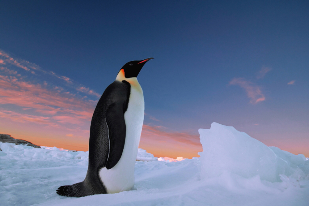 (帝企鹅):2016.2.25拍摄于南极普里兹湾.