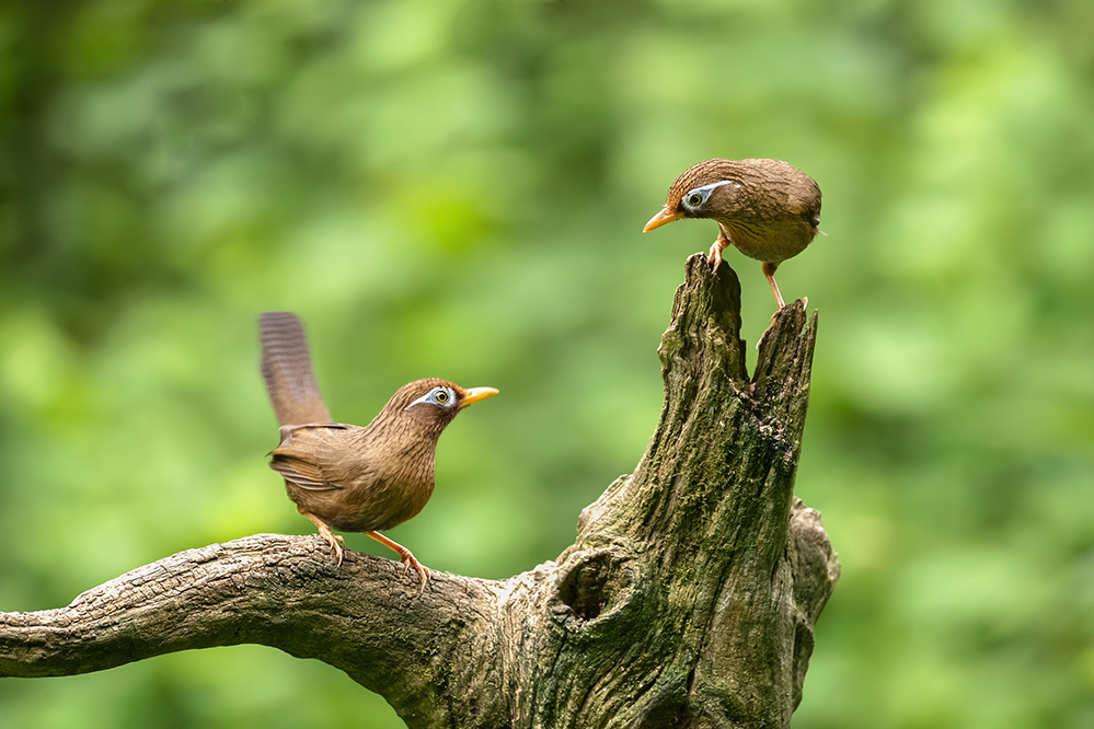 两只画眉在树桩上玩耍,时不时四目相望,貌似在交流什么. .