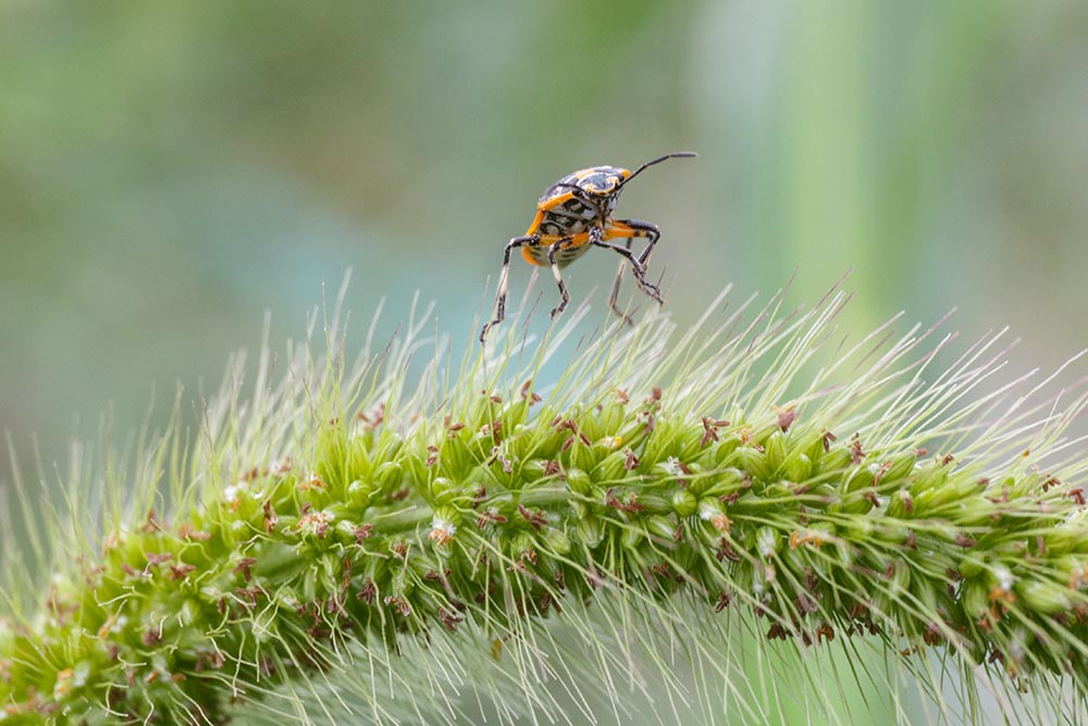 菜蝽身上橘黄色的花纹极为华丽,又被称作"新媳妇菜蝽".