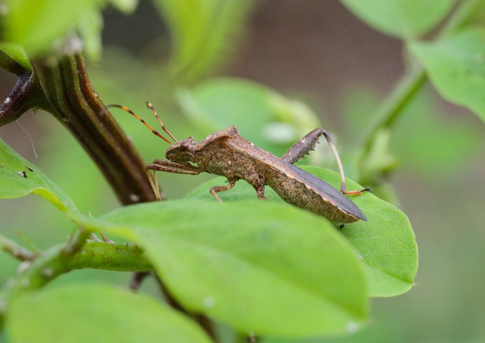 伏牛山昆虫:益蝽