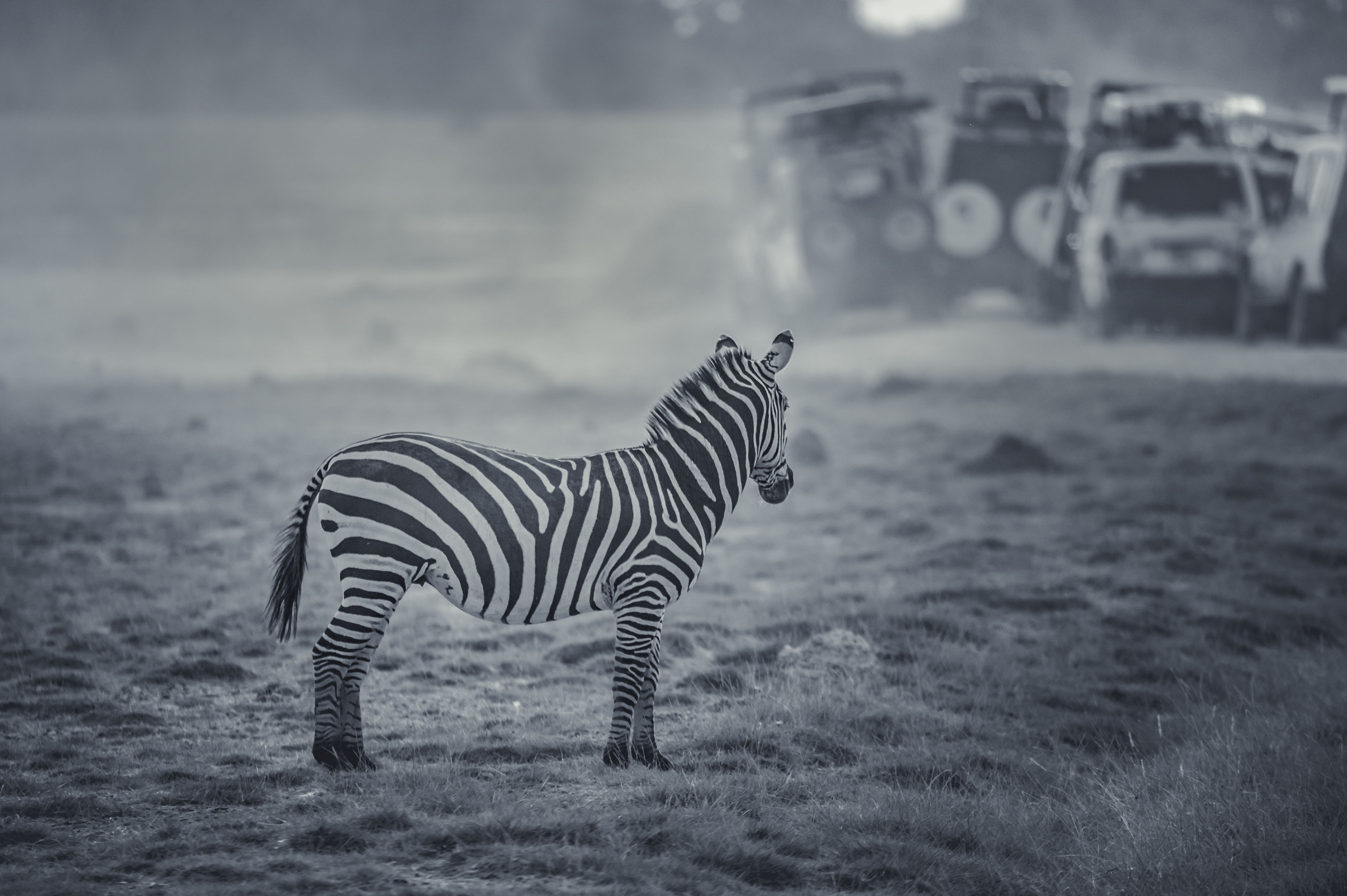 2019年8月摄于肯尼亚安博塞利