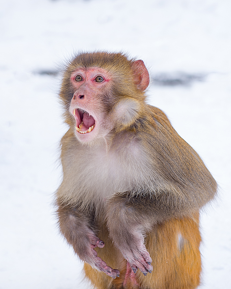 《怒》-第三届天鹅之城—中国三门峡自然生态国际摄影大展征稿区-大众