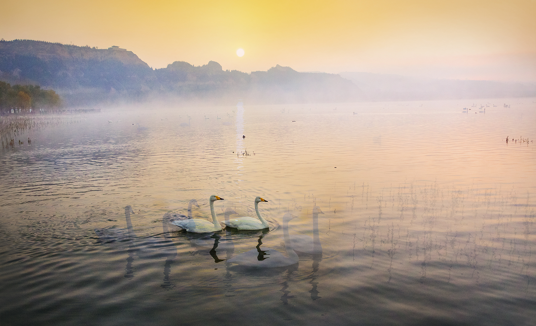 天鹅湖的早晨