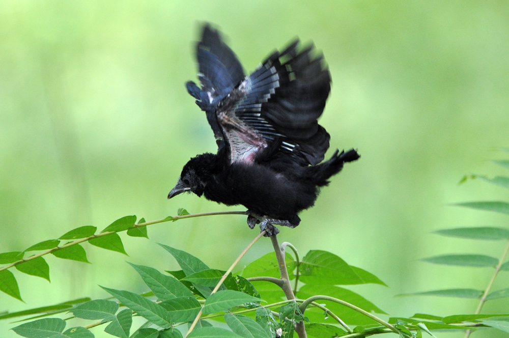 野生动植物系列-第三届天鹅之城—中国三门峡自然生态国际摄影大展