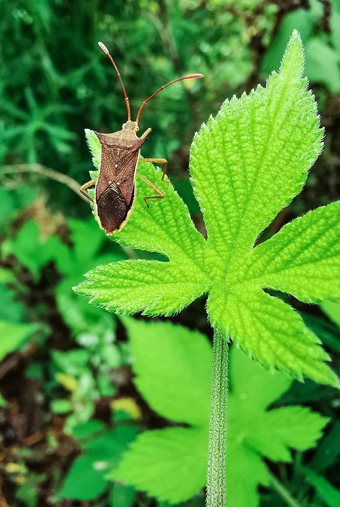 稻棘缘蝽为半翅目,缘蝽科.分布在上湖南,湖北,广东,云南,贵州,西藏等.