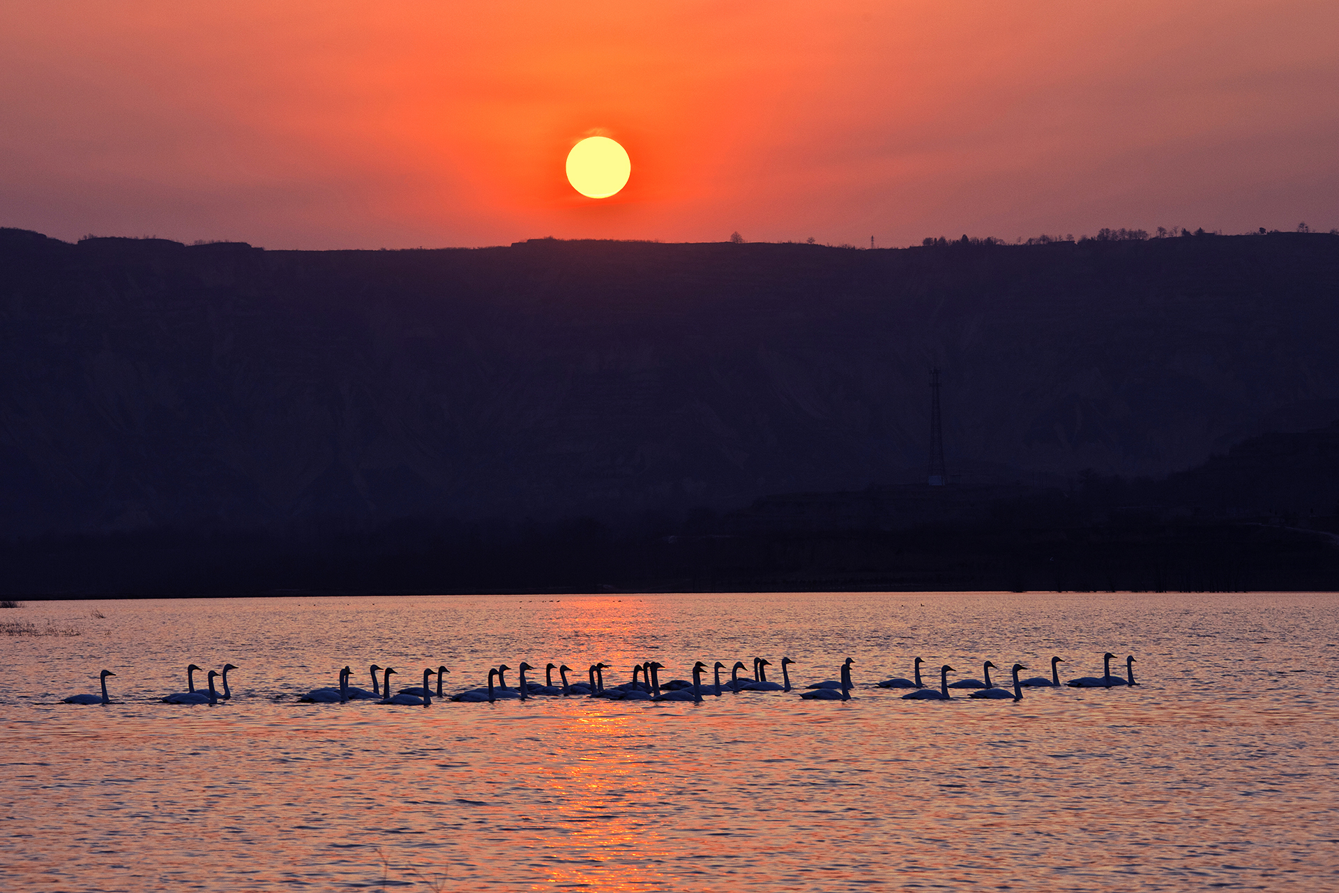 夕阳晚唱-第三届天鹅之城—中国三门峡自然生态国际摄影大展征稿区